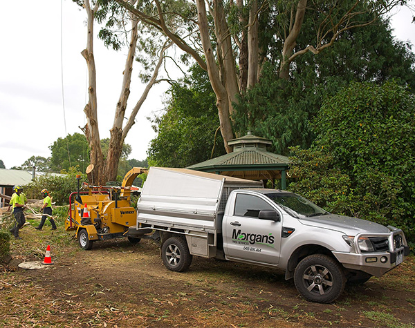 Professional Tree Services & Arborist Management